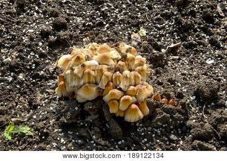 Mushroom in summer in sunlight in Nature