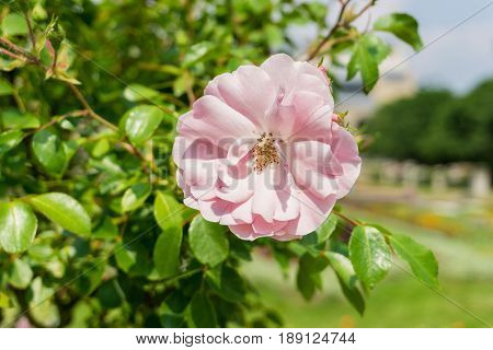 View on a beautiful Pink Rose in Sunlight.
Close-up of blooming Roses.
Growing Roses (disambiguation). Garden Flowers.