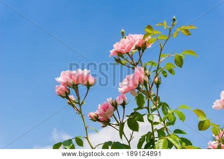 View on beautiful Pink Roses in Sunlight.
Close-up of Roses in front of a blue Sky.
Growing Roses (disambiguation). Garden Flowers.