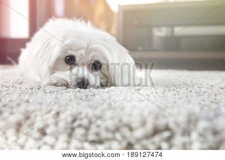 White Maltese Dog Lies On Carpet And Looking Ahead