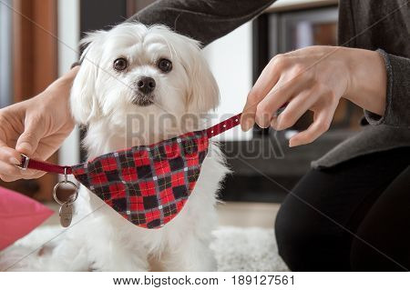 Woman Is Wearing A Dog Collar With An Identifier