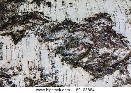 Tree bark texture
Beautiful deep bark an old tree for texture design stock photo