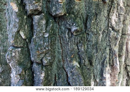 Tree bark texture
Beautiful deep bark an old tree for texture design stock photo