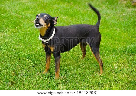 Prague Ratter Dog