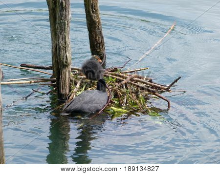 A nest of ducklings on Adda River - Lombardy - Italy