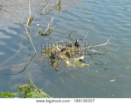 A Nest Of Ducklings On Adda River - Lombardy - Italy