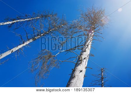 some dead birches in front of blue sky - bark beetle infestation - harz, germany