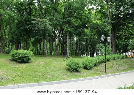 Trees and bushes in the park lamp