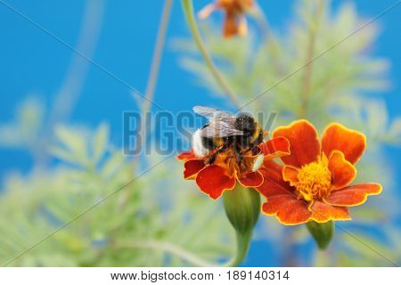 SONY DSC
Шмель на цветке.
bumblebee on the flower