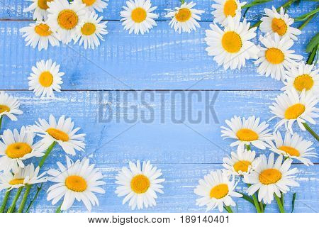 Frame made of chamomile on a blue wooden background
