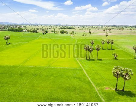 Rice Paddy And Sugar Palm Or Toddy Palm Plantation