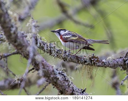 Chestnut Sided Warbler in northern Quebec, perched in its natural habitat, feasting on black flies in early spring.