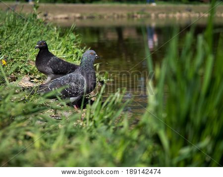 Pigeons in sunny weather in the city