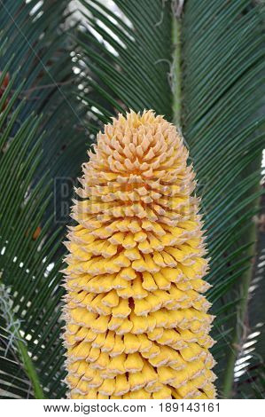 Closeup of yellow cycas flower in center of sago palm