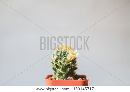 Little beautiful cactus wood background hipster tone soft focus