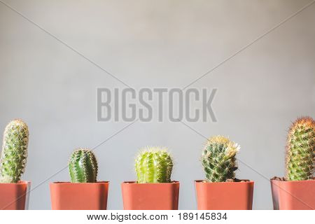 Little beautiful cactus wood background hipster tone soft focus