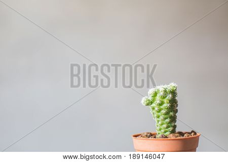 Little beautiful cactus wood background hipster tone soft focus