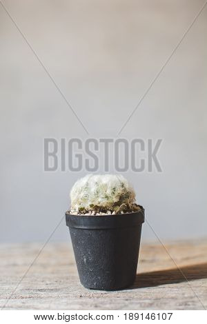 Little beautiful cactus wood background hipster tone soft focus