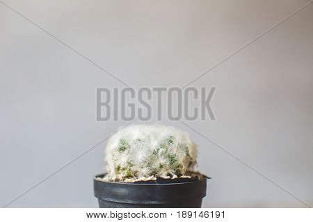 Little beautiful cactus wood background hipster tone soft focus