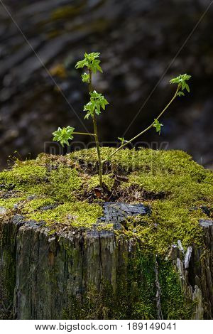 A young tree sprouts from an old dead stump giving a great example of a fresh start or rebirth.