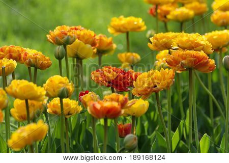 Multilobed, Terry Orange And Yellow Tulip In A Spring Garden.