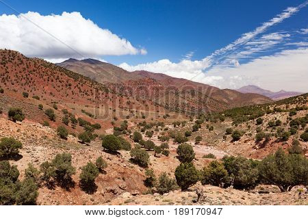 Morocco, High Atlas Landscape. Argan trees on the road to Ouarzazate.Spingtime, sunny day. Africa.