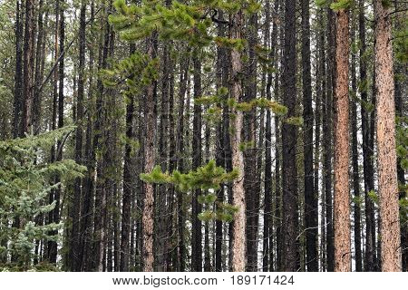 Looking deep into a forest of lodge pole pine trees in Banff National Park Alberta Canada.