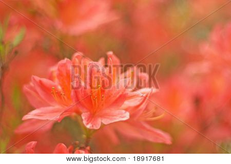 Orange rot Rhododendren blühen, shallow Dof Schwerpunkt front blühen