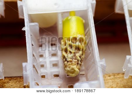 Boxes for queen bees. Preparing for artificially fertilized bees. Natural economy. Transporting queen bee. Queen Bee Cages