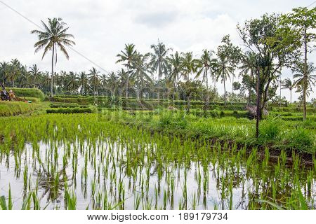 Rice fields, Senaru, Lombok, Indonesia, Southeast Asia, Asia