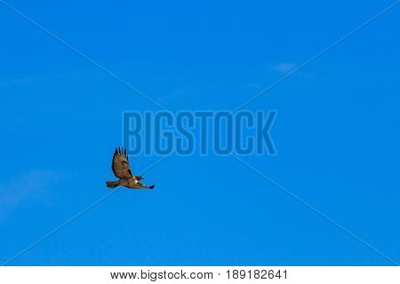 Red tailed hawk soaring against partly cloudy sky on a beautiful day