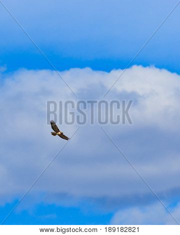 Red tailed hawk soaring effortlessly against a bank of clouds