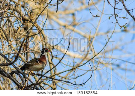 Wood duck perched in a tree warily on guard