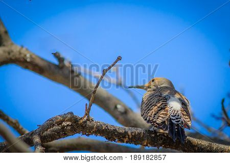 Northern Flicker perched in a tree displaying plumage