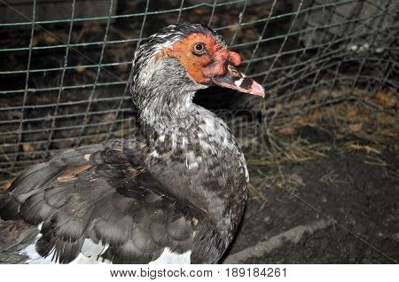 one musk indoda Drake in the yard of a chicken coop