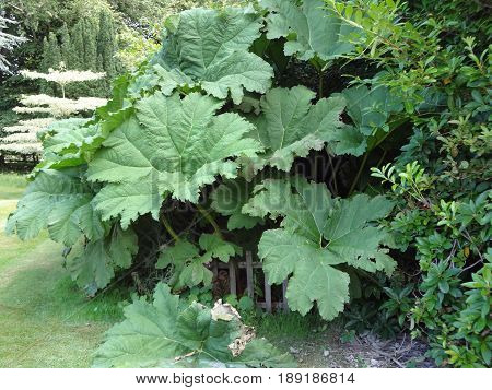 Lush green plants and trees on a beautiful sunny day.