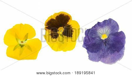 Pressed and dried flower saintpaulia isolated on white background. For use in scrapbooking pressed floristry (oshibana) or herbarium.