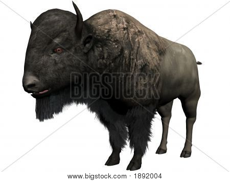 Bison