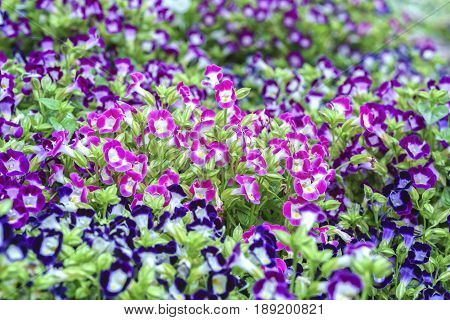 Pensee flower garden blooming in the sun beautiful morning