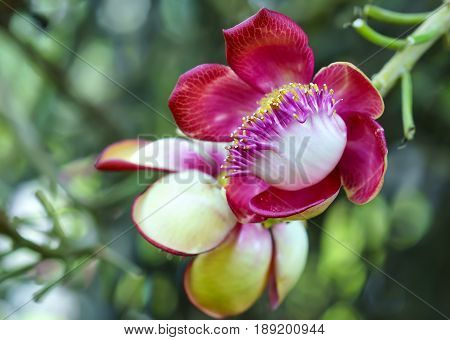 Shorea robusta flowers on the tree, also known as shala flowers