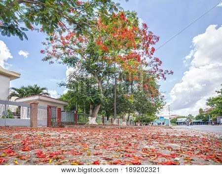 Long An, Vietnam - May 21st, 2017: Red Carpet royal Poinciana flowers bloom and fall front yard roadside create idyllic beauty in the countryside Long An, Vietnam