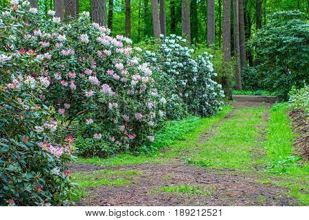 Blooming rhododendron bushes. Latvian University Rhododendron nursery 