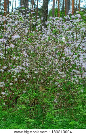 Blooming rhododendron bushes. Latvian University Rhododendron nursery 