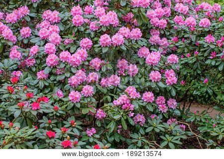 Blooming rhododendron bushes. Latvian University Rhododendron nursery 