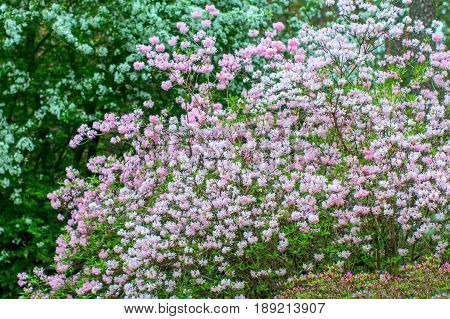 Blooming rhododendron bushes. Latvian University Rhododendron nursery 