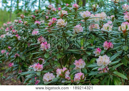 Blooming rhododendron bushes. Latvian University Rhododendron nursery 