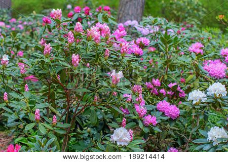 Blooming rhododendron bushes. Latvian University Rhododendron nursery 