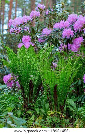 Blooming rhododendron bushes. Latvian University Rhododendron nursery 