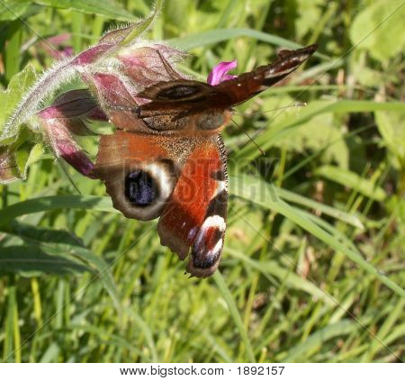 Sommerfugl makro