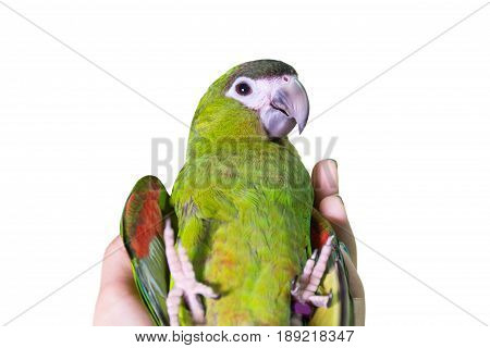 Cute green macaw bird play on hand female.